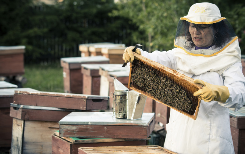 SESSION 5 : Introduktion til teknisk design Når biavlerne henter honning, ønsker de ikke at blive stukket. Derfor bruger de specialværktøj og -tøj til at beskytte sig selv.