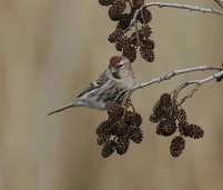 Grønsisken Carduelis spinus Et ret beskedent forår. I alt 2271 forårstrækkende fugle foreligger fra perioden 12/3-1/5 med bedste dag: 26/4 945 Korshage.