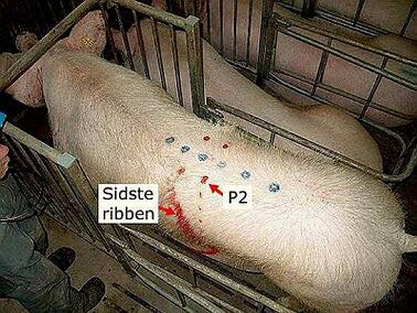 Billede 1. Viser skanningspunktet P2 Ved faring blev antal totalfødte grise pr. kuld registreret og faringsprocenten beregnet. Statistiske modeller Totalfødte grise pr.