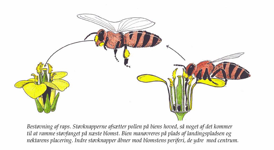Bierne vej ind i blomsten styres af