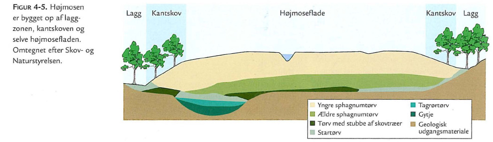Gunstig bevaringsstatus i Høstemark Mose 2 Højmosedannelse Moser er beskrevet som åbne naturtyper på fugtig bund, der ikke udnyttes til græsning og/eller høslet [Sand-Jensen et al., 2006, s. 120].