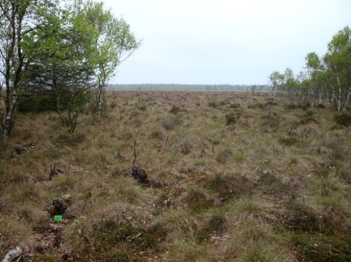 Gunstig bevaringsstatus i Høstemark Mose almæssigt er en større andel af tuer end af høljer, hvilket som tidligere beskrevet er en indikation på tørt klima.