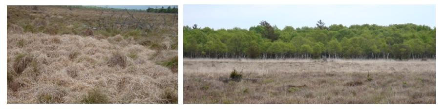 Metode og resultater fra feltundersøgelser i Høstemark Mose Ud fra de udførte observationer er det kun muligt at få et øjebliksbillede af vegetationen i højmosen.