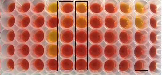 Billede 18. D1 med Phenol rød og inhibitorer, efter inkubation i 2 timer. Bakterie stammerne 23-33 fra venstre mod højre. Fra top: tienam, tienam + tazobactam, tienam + EDTA, negativ kontrol.