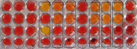 Billede 19. D2 med Phenol rød og inhibitorer, efter inkubation i 2 timer. Bakterie stammerne 1-11 fra venstre mod højre. Fra top: tienam, tienam + tazobactam, tienam + EDTA, negativ kontrol.