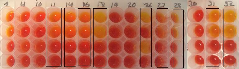 Billede 24. D3 med Phenol rød og inhibitorer, efter inkubation i 2½ time. Bakteriestamme 23-33 fra venstre mod højre. Fra top: Tienam, tienam + tazobactam, tienam + EDTA, kontrol.