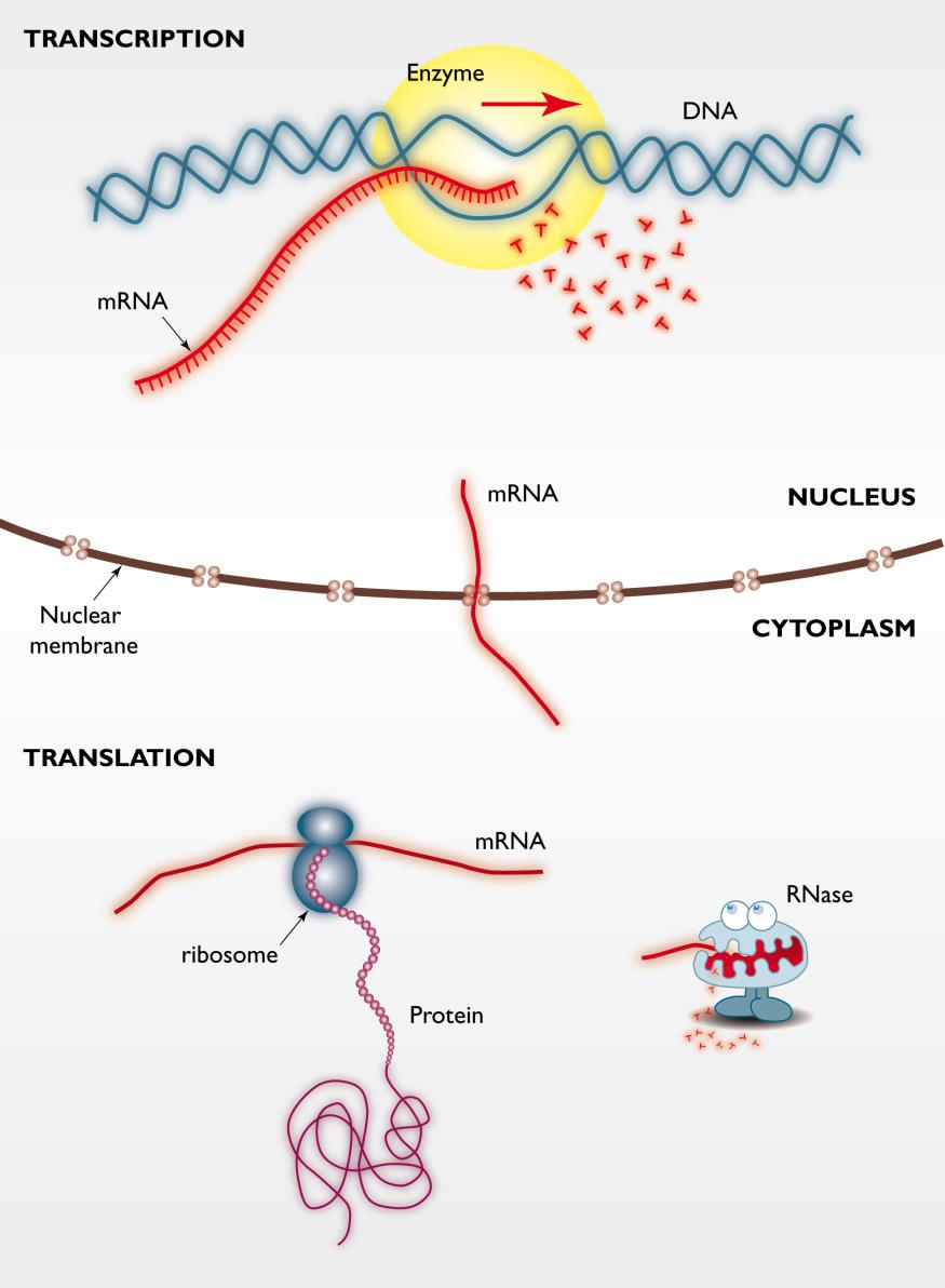 Aktivitet af bakterier: Messenger RNA mrna er et transkript af DNA mrna er bærer af genetisk information fra DNA til ribosomet Proteiner