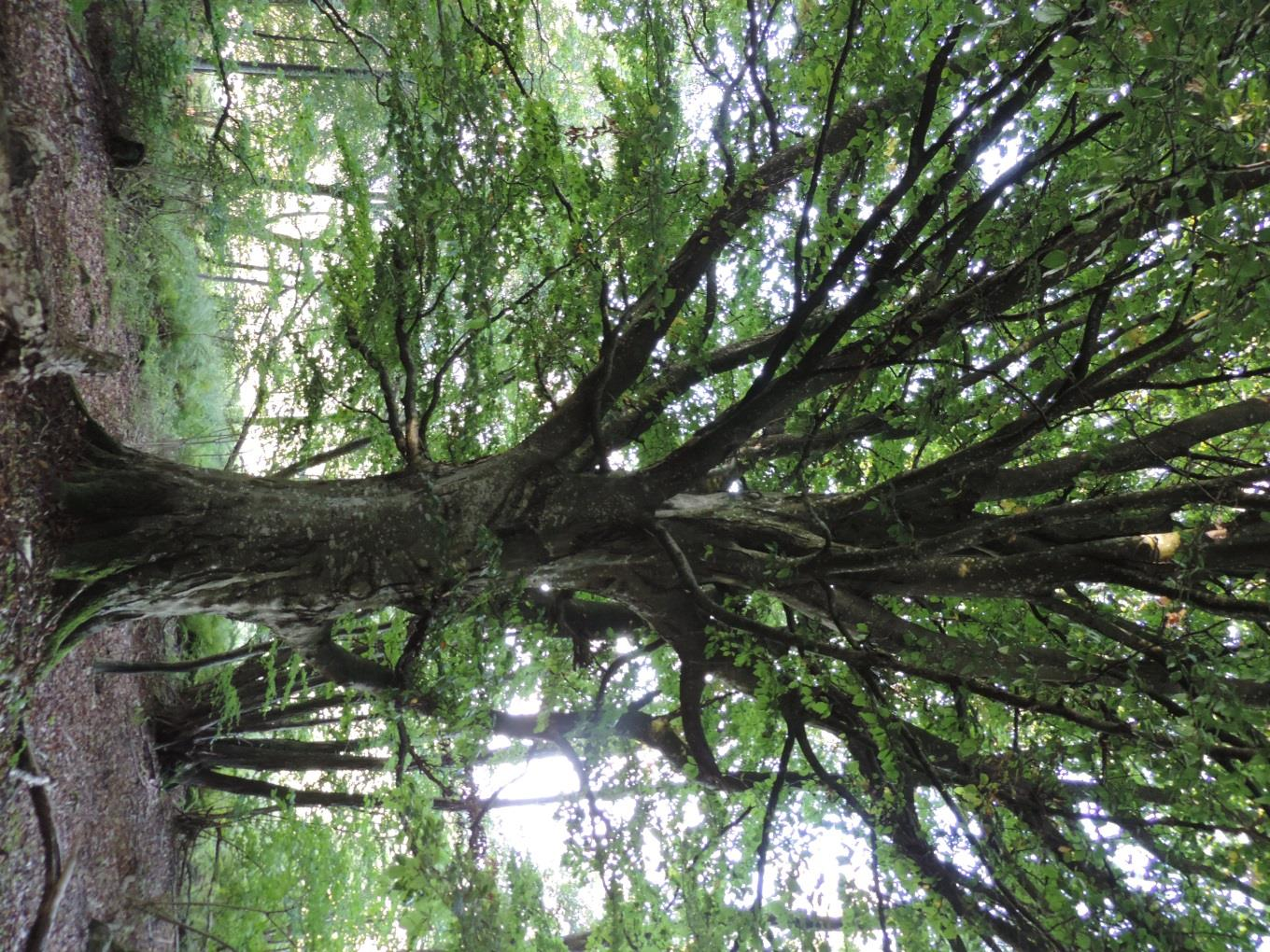 48 Figur 6-9 Stort, gammelt bøgetræ i skoven på lokalitet 17. Overordnet De arter af flagermus, der er registreret i forbindelse med feltundersøgelserne, er almindeligt forekommende i Danmark.