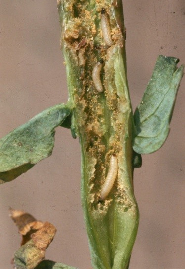 Ferskenbladlus Grundet det varme vejr i september, er der risiko for at ferskenbladlus kan overføre smitte af rapsrødsot, tidligere kaldet Turnip Yellow Virus.