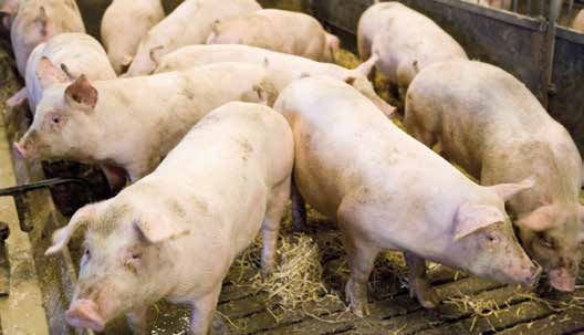 Slagtesvineproducenterne Slagtesvineproducenterne har fordoblet deres driftsresultat pr. gris fra 50 kr. til 100 kr.