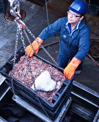 Royal Greenland A/S - 2010/11 23 Aktiviteten på de tre krabbefabrikker har været lavere end det foregående år. Alle tre krabbefabrikker har været i drift hele året.