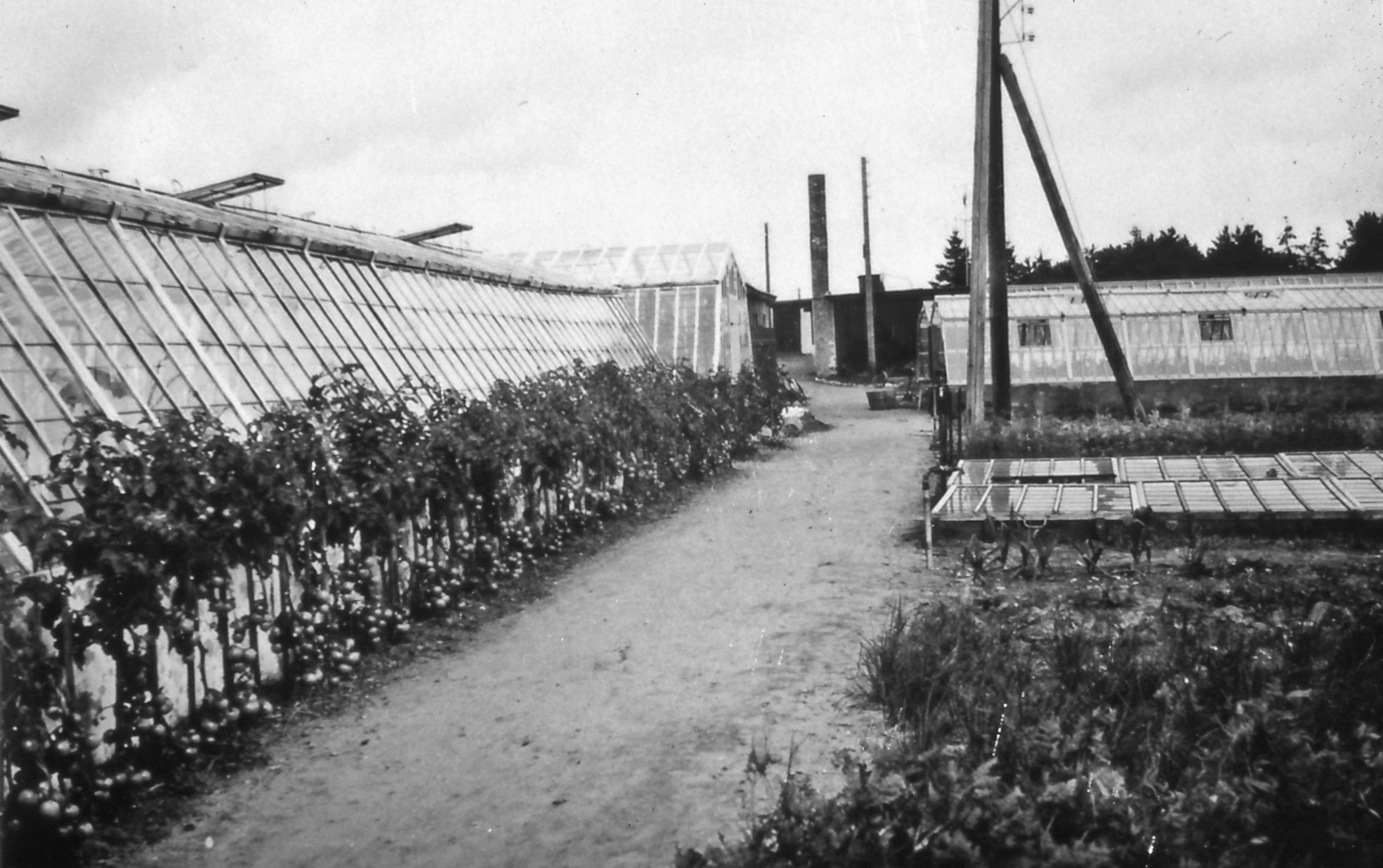 22 6.51-1945. Også i gartneriet var der fortsat stor aktivitet, og mange frivillige hjalp til med arbejdet i drivhusene, i mistbænkeafdelingen og på friland. - tb 6.52-1943.