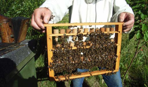 UDRENSNINGSTEST 2013 Af Flemming Vejsnæs, Danmarks Biavlerforening Udrensningsevne - en avlsparameter Udrensning af frysedræbt yngel er en anerkendt avlsparameter for honningbiers sygdomstolerance.