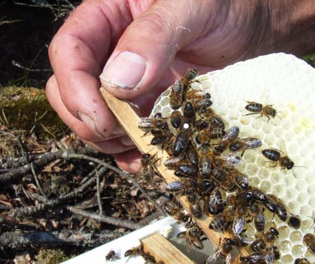 fisk oversigt over samtlige testede bifamiliers udrensning i 2013. Årets udrensningstest er den bedste test siden vi startede med udrensningstesten i 2000.