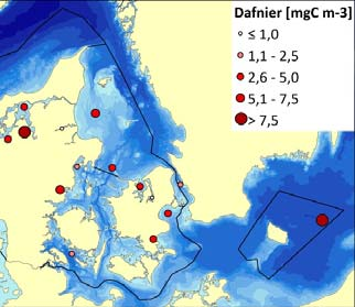 Kattegat/nordlige Øresund I Kattegat og det nordlige Øresund er klorofyl a koncentrationen ligeledes højest i de kystnære områder. Fytoplankton er i dette område helt domineret af kiselalger.