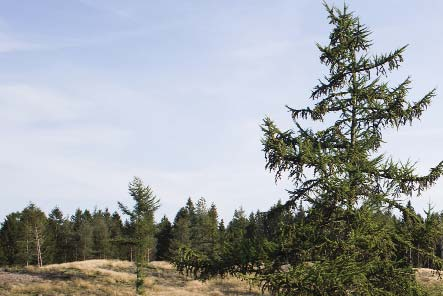 KLIMAPLAN Undersøge mulighederne for øget skovrejsning på kommunale arealer En skovbeplantning optager CO 2. Derfor kan øget skovrejsning være med til at nedbringe den samlede CO 2 - udledning.