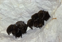 Bilag 4 Bilag IV arter, fauna Småflagermus (Microchiroptera): Art Vandflagermus (Myotis daubentonii) Damflagermus (Myotis dasycneme) Skægflagermus (Myotis mystacinus) 1. Registreret i Nordsjælland 2.