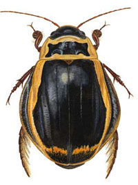 Insekter (Insecta): Art Bred vandkalv (Dytiscus latissimus) Lys skivevandkalv (Graphoderus bilineatus) 1. Registreret i Nordsjælland 2. Udbredelse i norden 2.