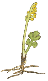 Bilag IV arter, flora Art Enkelt månerude (Botrychium simplex) Vandranke (Luronium natans) 1. Registreret i Nordsjælland 2. Udbredelse i norden 2.