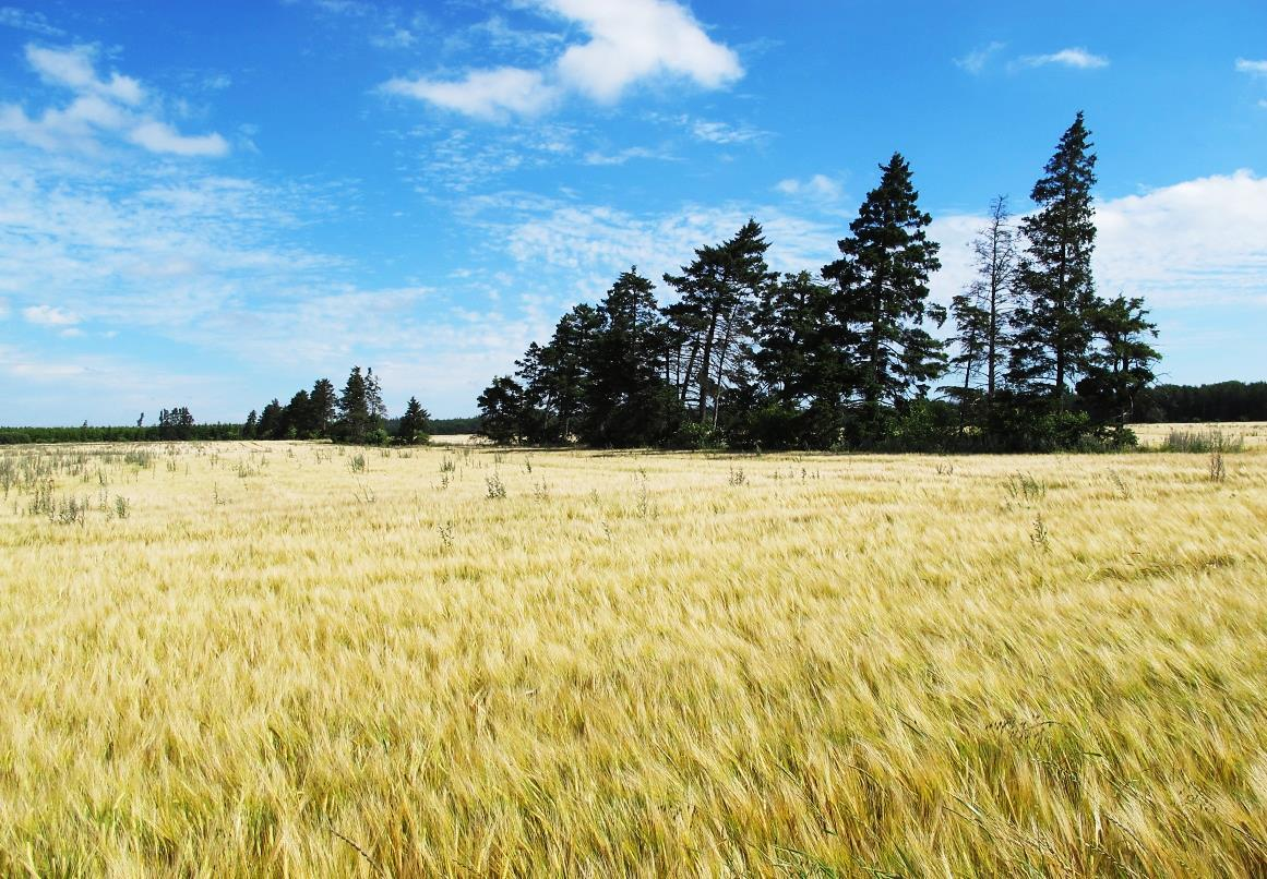 Landbrugsarealerne udgør mere end halvdelen af området, og alle marker var intensivt dyrkede med korn.