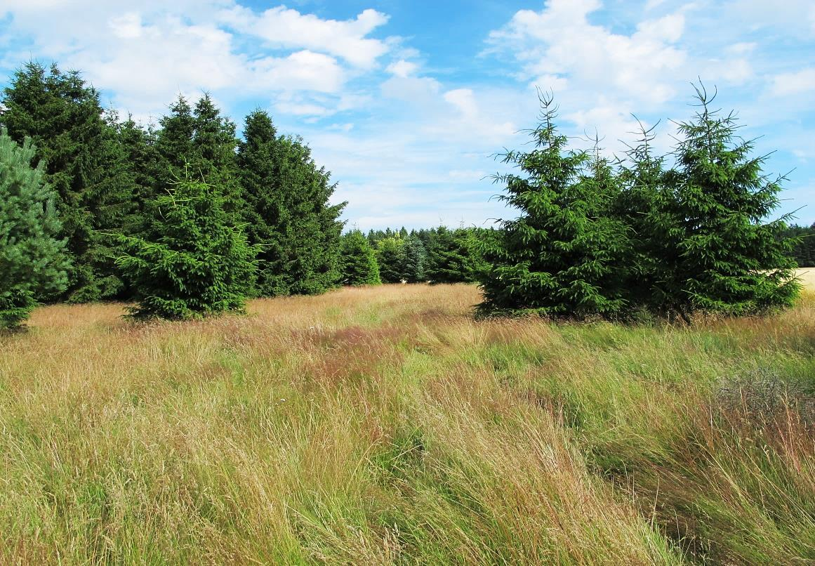 I den nordvestlige del af området lige syd for Store Bredlundvej ligger et areal med græshede og nåletræer.