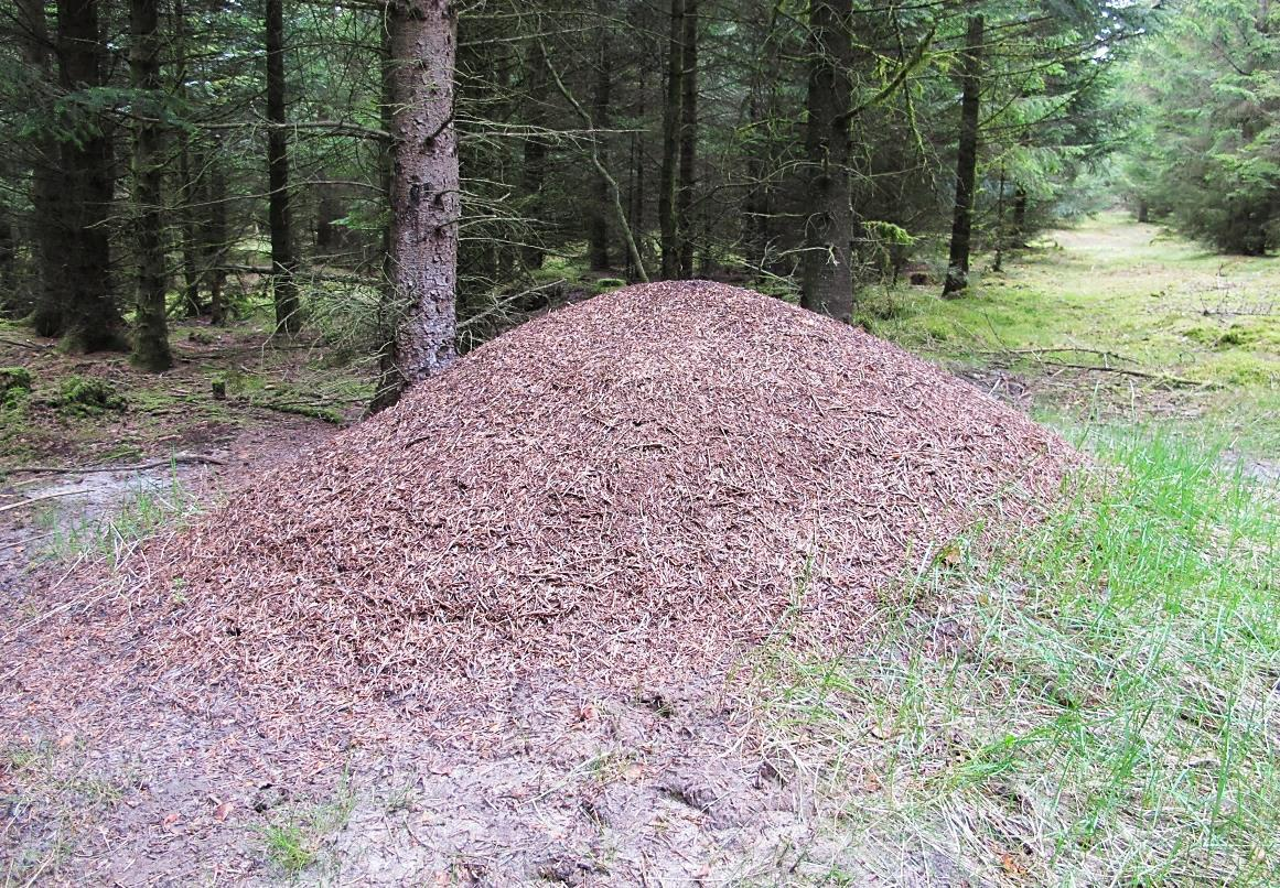 Sortspætte blev registreret en enkelt gang i den nordøstlige del af undersøgelsesområdet i Knudskov Plantage, hvor de findes en del myretuer af rød