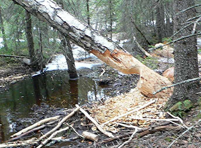Han har fået lavet aftaler med Sveriges største skovselskaber om at holde bæverne i ave på kæmpemæssige terræner, hvor en aftentur nemt kan komme op på over 100 km kørsel.