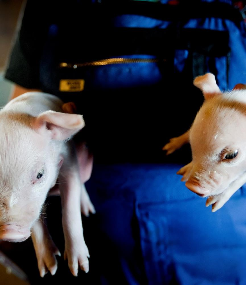 Reduktion i foderforbruget hos deltagerne i projektet Minus 30 foderenheder pr. produceret gris I 2014 var det i 50 besætninger muligt at spare tilsammen ca. 9 mio. kr.
