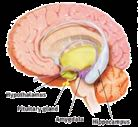 DET LIMBISKE SYSTEM Hypothalamus: Hjernens termostat Hypofysen: