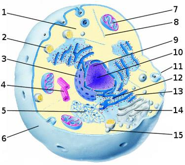 4. Den eukaryote celle Nævn navn og funktion af følgende strukturer (6 point): Nummer Navn Funktion 9.