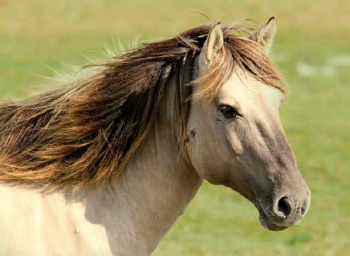 2 3 Hvor må man holde hest Anmeldelse af hestehold Hvornår er et hestehold erhvervsmæssigt dyrehold? Krav til indretning af stalde, møddinger, opsamlingsbeholdere og lign. hører til på landet.