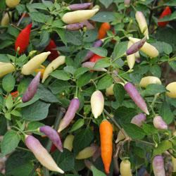Styrke 3/5 Omnicolor HD Pragtfuld harmonisk plante med 6 cm lange frugter - meget populær chili. En chili hvor både smag og udseende er i top.