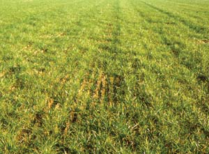Virkemidler til reduktion af N-udvaskningsrisiko A1: Driftmæssige reguleringer Efterafgrøder er et effektivt middel til at begrænse kvælstofudvaskningen fra landbrugsjord.