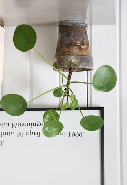 Få et bedre indeklima med planter Det er igen blevet moderne med grønne planter i indretningen af hjemmet.