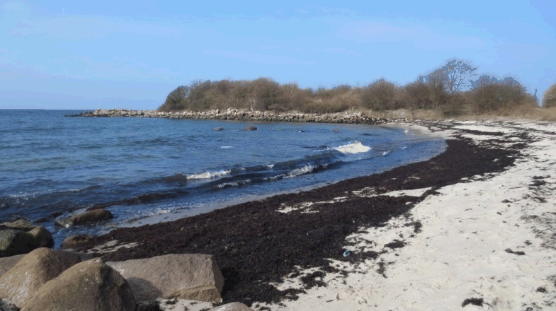 Figur 1.5 Tangansamlinger på stranden syd for det opfyldte areal ud for Galløkken.