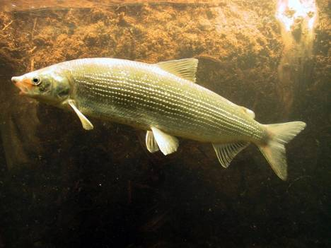 Snæbel er en truet laksefisk, der lever i Varde å. En af truslerne mod snæbel er vandløbsspærringer, men dette problem afhjælpes i forbindelse med genopretning af Varde Å.