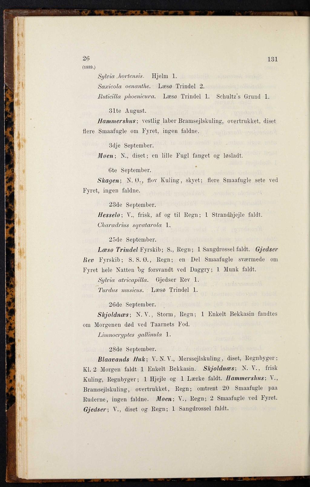 26 131 (1889.) Sylvia hortensis. Hjelm 1. Saxicola oenanthe. Læsø Trindel 2. Ruticilla plioenicura. Læsø Trindel 1. Schultz s Grund 1. 31te August.
