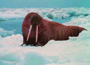 Denne udvikling kan blive en katastrofe for det arktiske dyreliv, specielt for de dyr som er afhængige af havisen. Det gælder f.eks.