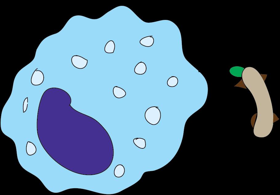 dendritiske celler og senere neutrofile celler som kan opdage