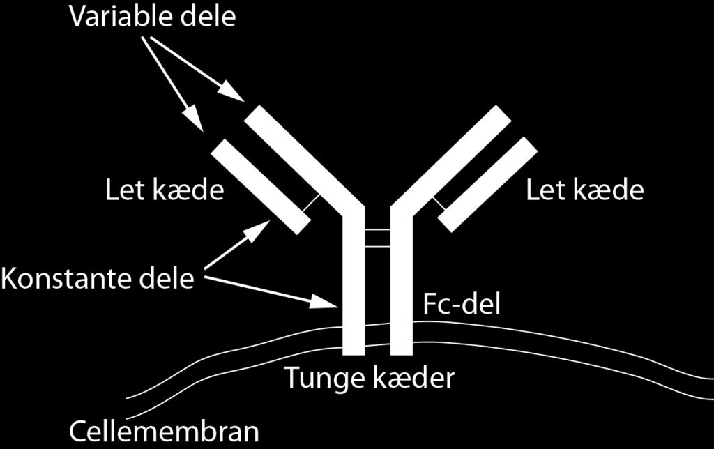 Antigen bindende region (Fab) Tunge kæder Fc del DNA består af baser der 3 af gangen