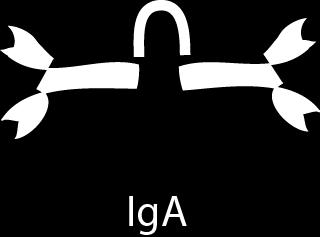 IgE IgA er det mest almindelige antistof i kroppen IgG er det mest almindelige i blodet IgA binder ikke komplement. Ville give en konstant inflammation på vores slimhinder.