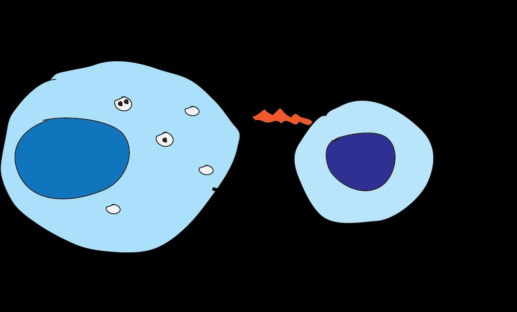 T-cellens aktivering NK-cellen og