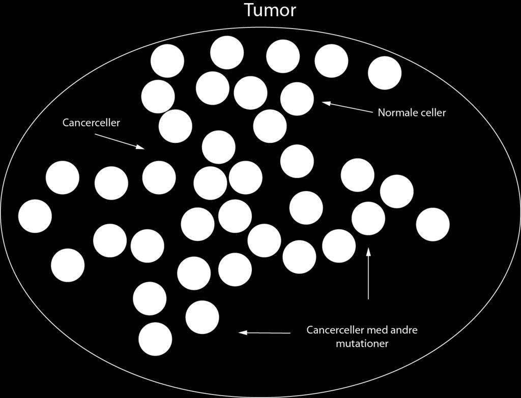 Nøglen er genetisk ustabilitet - ophobning af mutationer T-celler kan potentielt genkende tumorantigener De er godt nok antigener på vores egne celler, men de er også muterede og