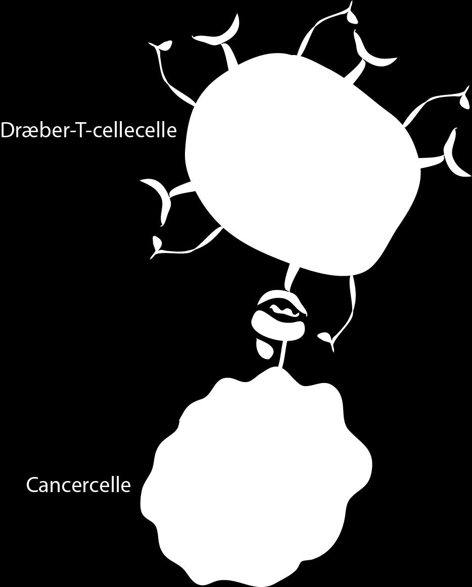 Et immunhæmmende nærmiljø Vacciner der skal aktivere T-celler kan være baseret på at anvende dendritiske celler til aktivere de relevante T-dræberceller.