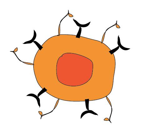 Klon-selektion B-celler identificerer angriberne ved hjælp af antistofferne. Forskellige B-celler Andre må gøre det beskidte arbejde Antistoffer fra B-celler opsoniserer dvs.