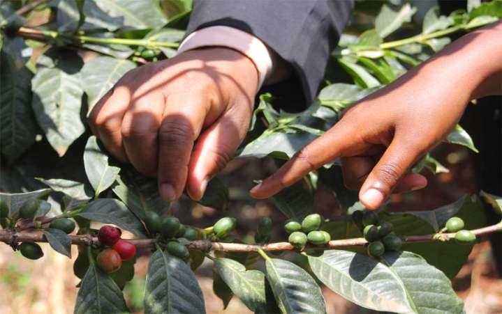 På farmen Kaffefarmerne passer sine træer i 12 måneder. Kaffebærene høstes i November/December. Ca. 3 kg bær pr.