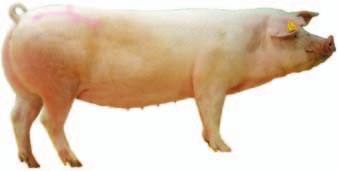 slagtning og modning af kødet Det er også vigtigt for spisekvaliteten, at grisen har det godt, når den bliver slagtet.