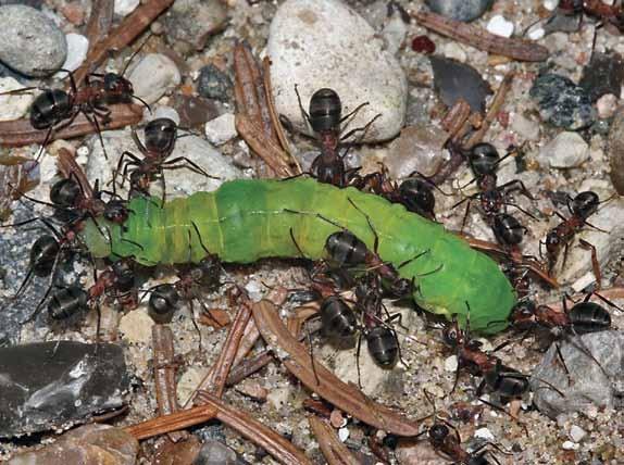 myre dating steder singel i berlevåg