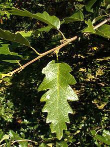 Quercus cerris - frynseeg God eg til bymiljøet Varme- og