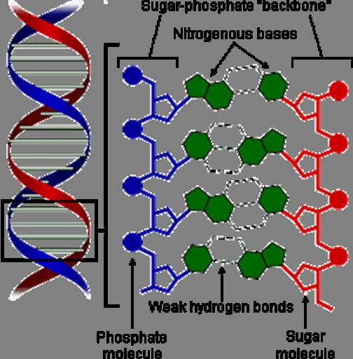 DNA dobbeltstreng Sukker-phosphat-rygrad Nukleobaser 3.